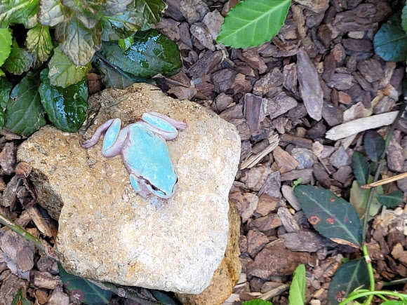 8일 전남 담양군 용면의 한 펜션 내 돌 틈에서 피부색이 하늘색을 띤 개구리 1마리가 발견됐다. 하늘색 개구리는 5만분의 1의 확률로 나타나는 알비노(백색증 : 피부의 색소가 적거나 없게 태어나는 돌연변이 증상) 개구리로 알려져 있다. 사진은 펜션 운영자가 발견한 하늘색 개구리. 2021.4.8  연합뉴스