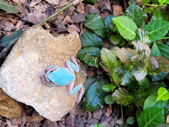 전남 담양군 용면에서 펜션을 운영하는 최승훈(41)씨가 8일 오후 펜션 내 돌 틈에서 몸 길이 3㎝가량의 개구리 1마리를 발견했다. 피부색이 하늘색으로 일명 ‘백색증 개구리’ ‘변종 개구리’로 불린다. 하늘색 개구리는 5만분의 1의 확률로 나타나는 알비노(백색증 : 피부의 색소가 적거나 없게 태어나는 돌연변이 증상)개구리로 알려져 있다. 2021.4.8  연합뉴스