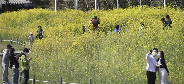 울산 간절곶 유채꽃 ‘활짝’