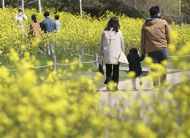 노란 ‘유채꽃 활짝’