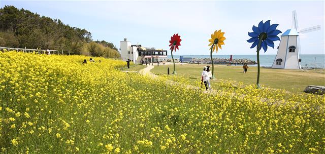 울산 간절곶에 ‘유채꽃 활짝’
