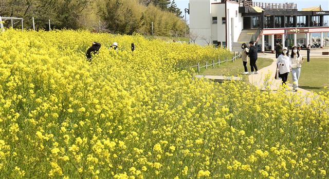 노란 ‘유채꽃 활짝’