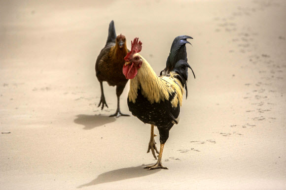 수탉과 암탉이 11일(현지시간) 바베이도스 브리지타운 외곽에 세인트빈센트섬의 수프리에르 화산 폭발로 인한 화산재로 덮인 블랙록 도로를 걷고 있다.  AP 연합뉴스