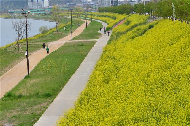 유채꽃길 따라