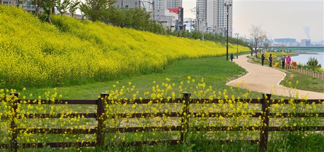 유채꽃으로 뒤덮힌 포항 형산강