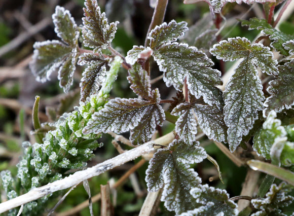 늦은 한파에 서리 내린 강원도