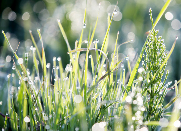 햇살에 녹아 반짝이는 서리