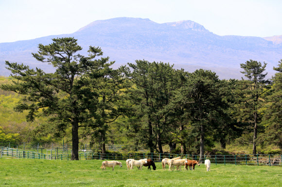 봄, 그리고 제주마 방목