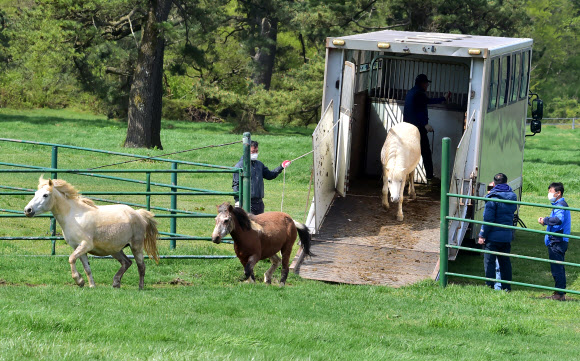 봄, 그리고 제주마 방목