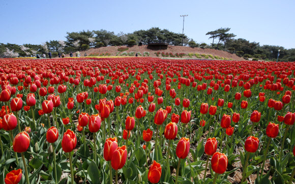 ‘봄꽃의 향연’ 태안 세계튤립꽃박람회