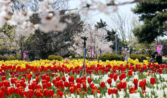 ‘봄꽃의 향연’ 태안 세계튤립꽃박람회