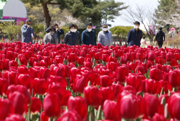 ‘봄꽃의 향연’ 태안 세계튤립꽃박람회