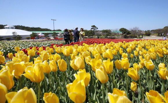 ‘봄꽃의 향연’ 태안 세계튤립꽃박람회