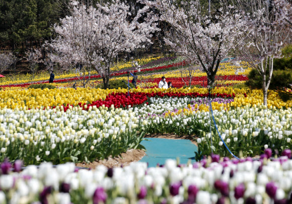 ‘봄꽃의 향연’ 태안 세계튤립꽃박람회