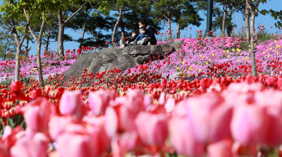 함양생태체험장에 활짝 핀 튤립