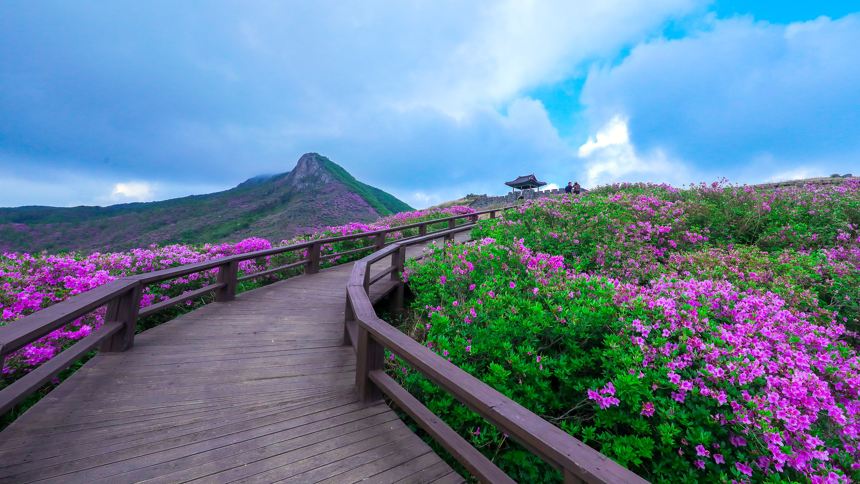 황매산 철쭉