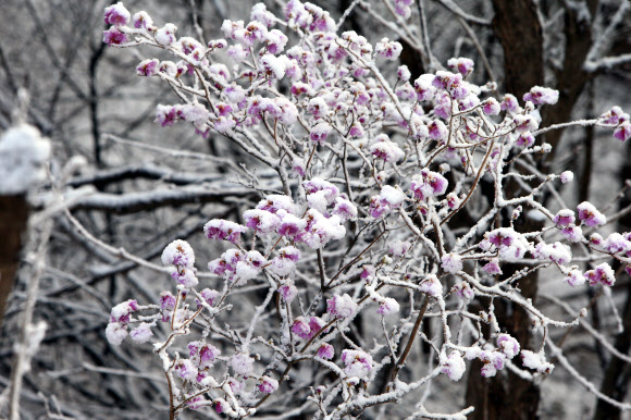 진달래에 내려 앉은 눈