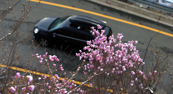 진달래에 내려 앉은 눈