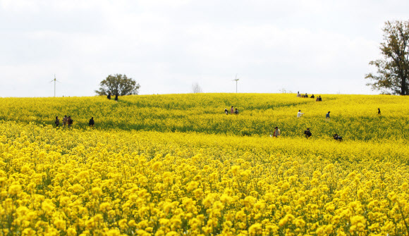 노랗게 물든 봄