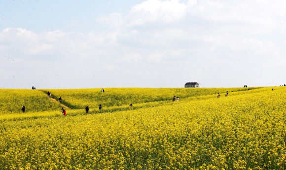 노랗게 물든 봄