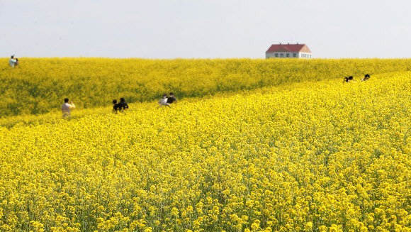 노랗게 물든 봄