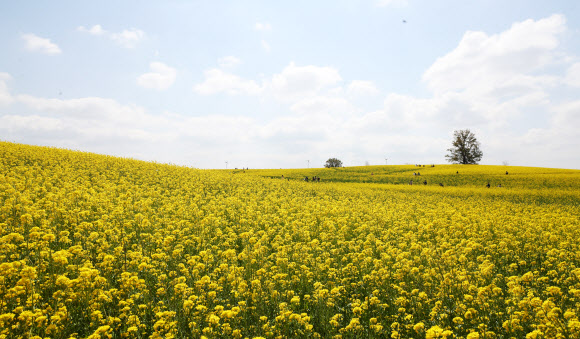 노랗게 물든 봄