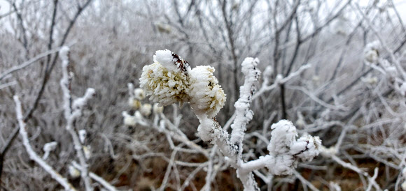 지난 18일 오전 전남 구례군 산동면 지리산국립공원 노고단 일원에 봄꽃과 함께 상고대가 피어 장관을 이루고 있다. 2021.4.19  지리산국립공원 전남사무소 제공