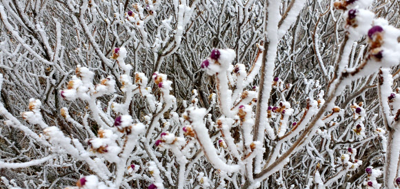 지난 18일 오전 전남 구례군 산동면 지리산국립공원 노고단 일원에 봄꽃과 함께 상고대가 피어 장관을 이루고 있다. 2021.4.19  지리산국립공원 전남사무소 제공