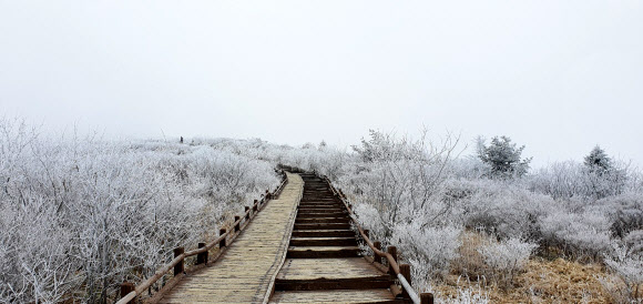 지난 18일 오전 전남 구례군 산동면 지리산국립공원 노고단 일원에 봄을 시샘하듯 봄꽃과 함께 상고대가 피며 장관을 이루고 있다. 2021.4.19  지리산국립공원 전남사무소 제공