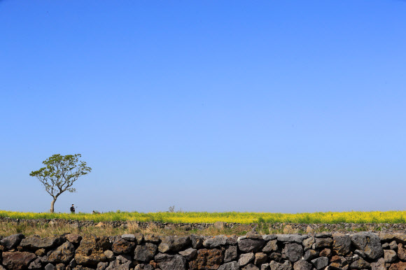 20일 오전 서귀포시 안덕면의 한 유채밭을 찾은 관광객이 봄 정취를 즐기고 있다. 2021.4.20  연합뉴스