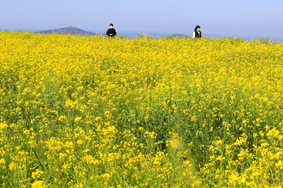 20일 오전 서귀포시 안덕면의 한 유채밭을 찾은 관광객이 봄 정취를 즐기고 있다. 2021.4.20  연합뉴스
