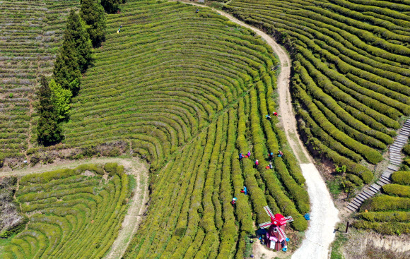 곡우에 우전 녹차 수확