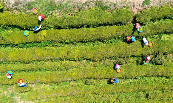 곡우, 녹차 따는 풍경