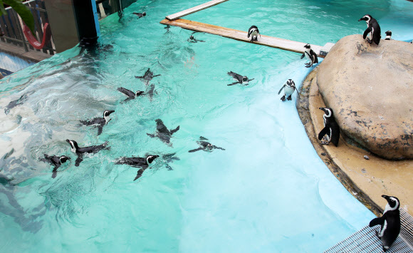 초여름 날씨를 보인 22일 오후 경기도 용인시 에버랜드에서 자카스펭귄이 물속을 헤엄치고 있다. 2021.4.22  연합뉴스