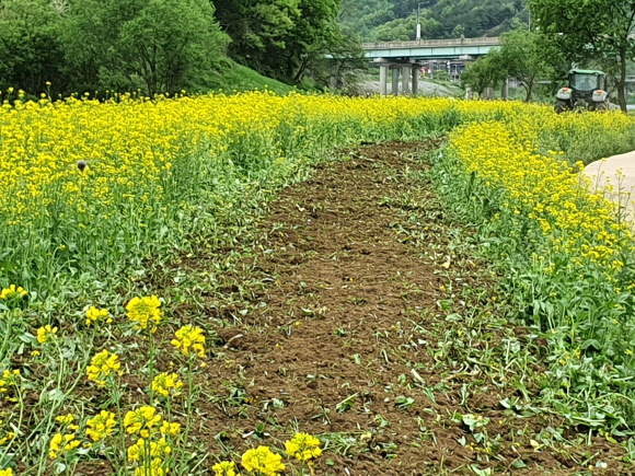 유채꽃밭 갈아엎는 트랙터