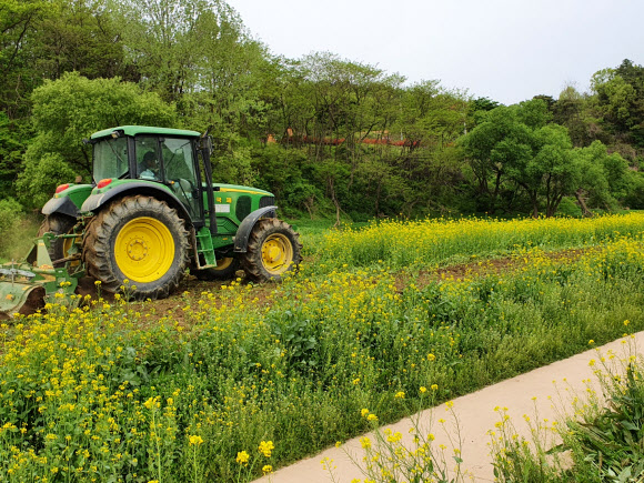 유채꽃밭 갈아엎는 트랙터