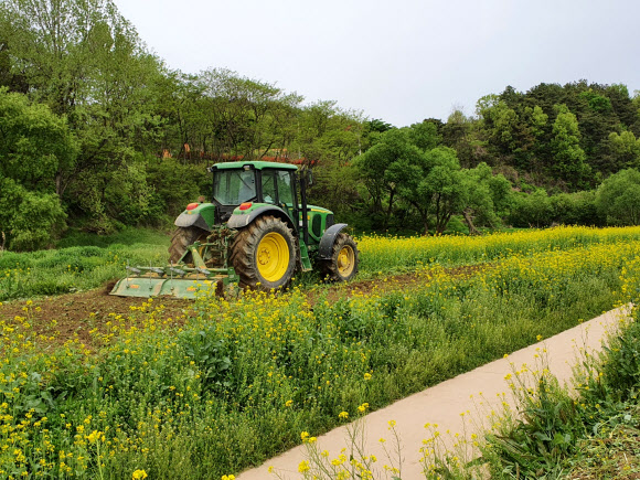 유채꽃밭 갈아엎는 트랙터