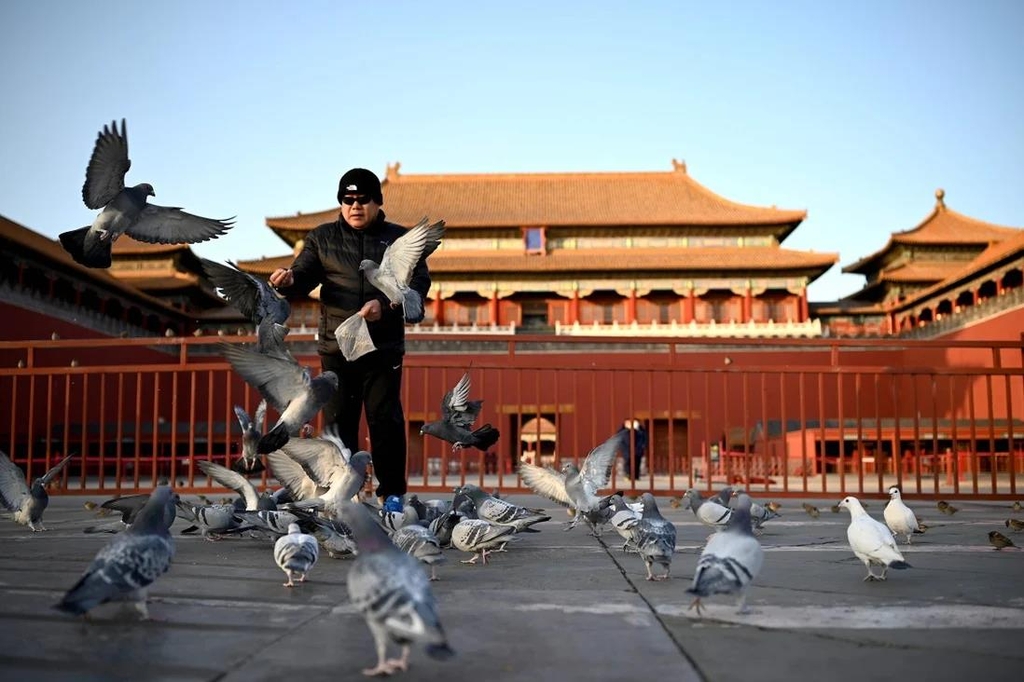 중국 베이징시의 쯔진청 앞에서 한 남성이 비둘기의 모이를 주고 있는 모습. AFP 연합뉴스
