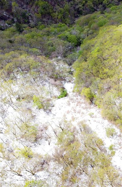 소복히 쌓인 눈