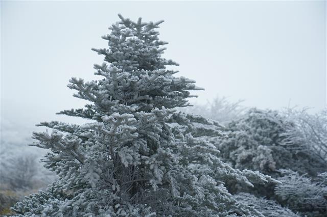 상고대 관측된 5월 한라산