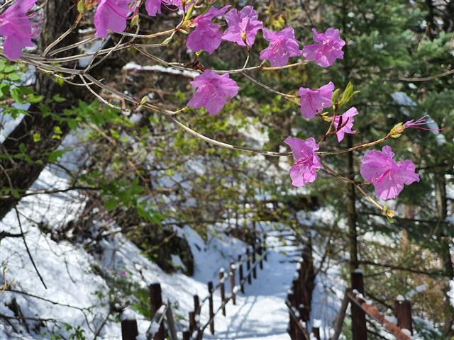 진달래와 오월 봄눈