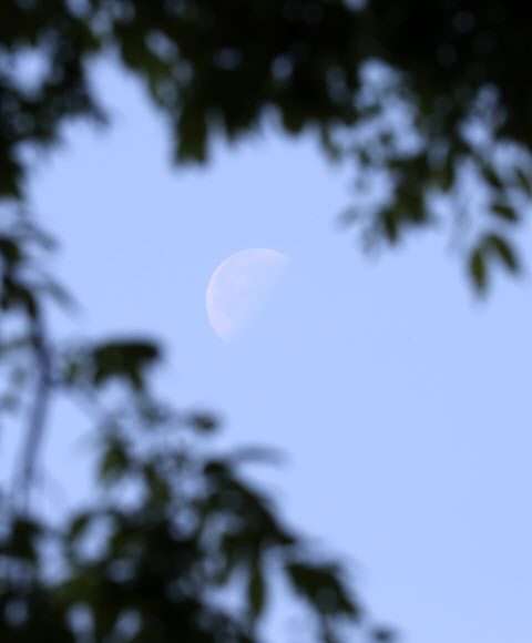 3일 오전 맑은 날씨를 보인 서울 남산에서 초록 나뭇잎 사이로 파란 하늘과 하현달인 반달이 얼굴을 내밀고 있다. 2021.5.3  연합뉴스