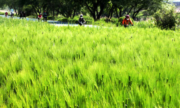 청보리가 있는 5월 풍경