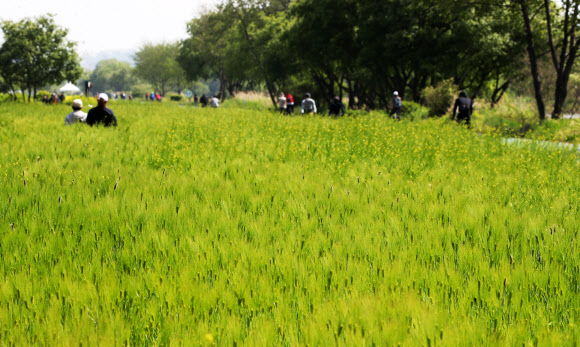초록으로 물든 청보리밭