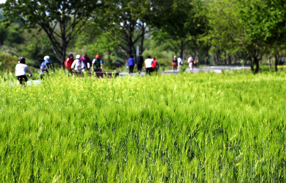초록으로 물든 청보리밭