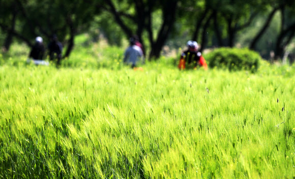 청보리가 있는 5월 풍경