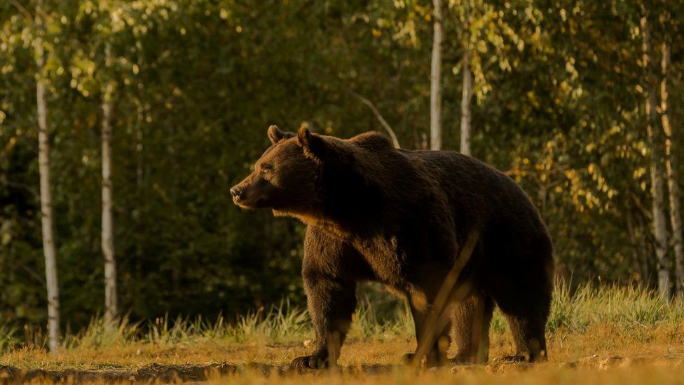 루마니아의 야생 불곰 아서의 모습. 루마니아의 환경관련 비정부기구 에이전트 그린이 제공한 사진 속의 아서는 유럽연합(EU) 영토 안에 서식하는 야생 곰들 가운데 가장 큰 곰으로 보호받아 왔지만 지난 3월에 사살됐다. 루마니아 당국은 리히텐슈타인 공국의 엠마누엘 왕자가 밀렵을 작정하고 아서를 사살한 것이 아닌지 조사하고 있다. 에이전트 그린 제공 