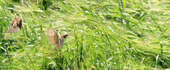 참새의 청보리 식사 시간