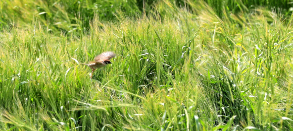 참새의 청보리 식사 시간
