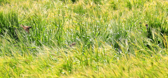 참새의 청보리 식사 시간